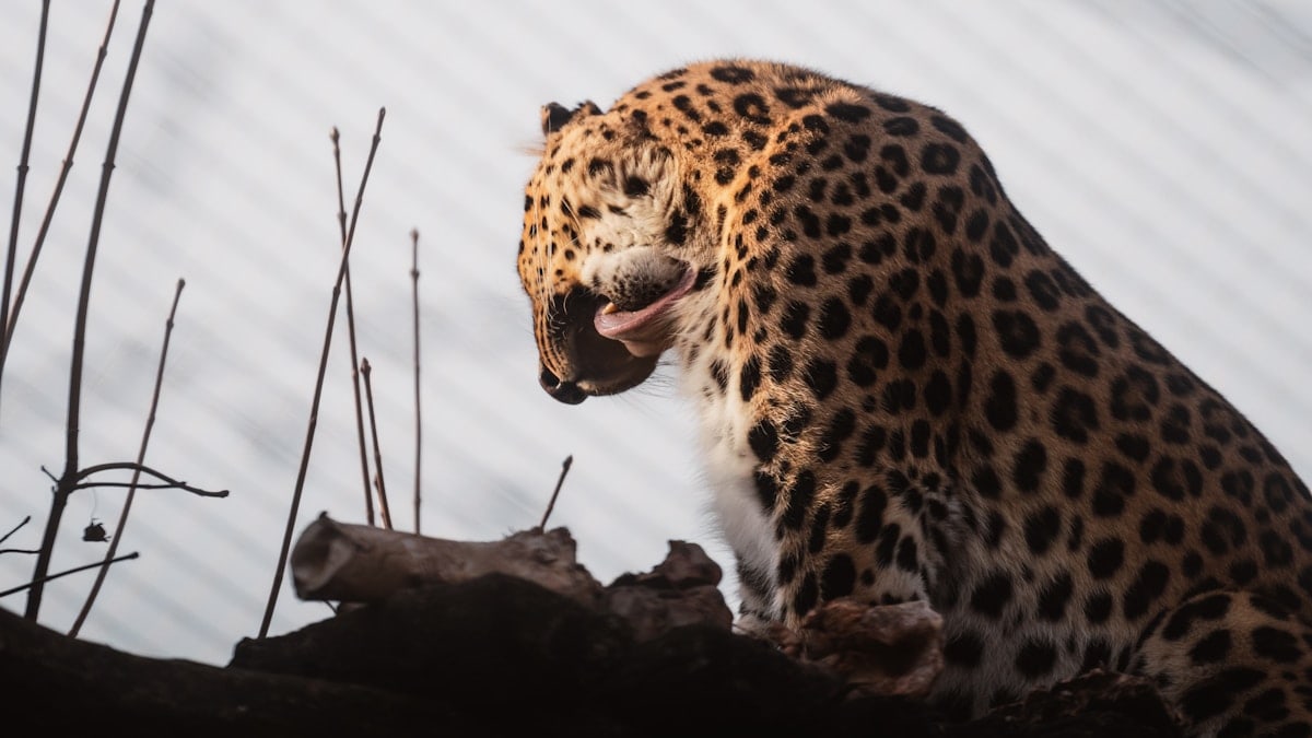 Leopard grooming in the wild